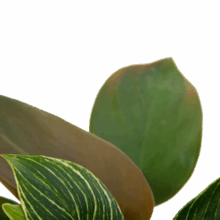 Philodendron White Wave - P13 H30 - Kamerplant -Elho Verkoop philodendron white wave p13 h30 6