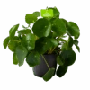 Pilea Peperomioides - Pannenkoekenplant - P17 H35 - Kamerplant