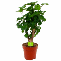 Polyscias Fabian - Aralia - P19 H65 - Kamerplant