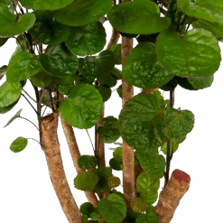 Polyscias Fabian - Aralia - P24 H100 - Kamerplant -Elho Verkoop polyscias fabian aralia p24 h100 6 1