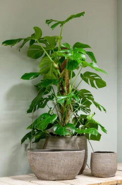 Bloempot Mira - D39 X H36cm - Wit -Elho Verkoop pot mira d39 h36cm industrieel wit bloempot 6 11