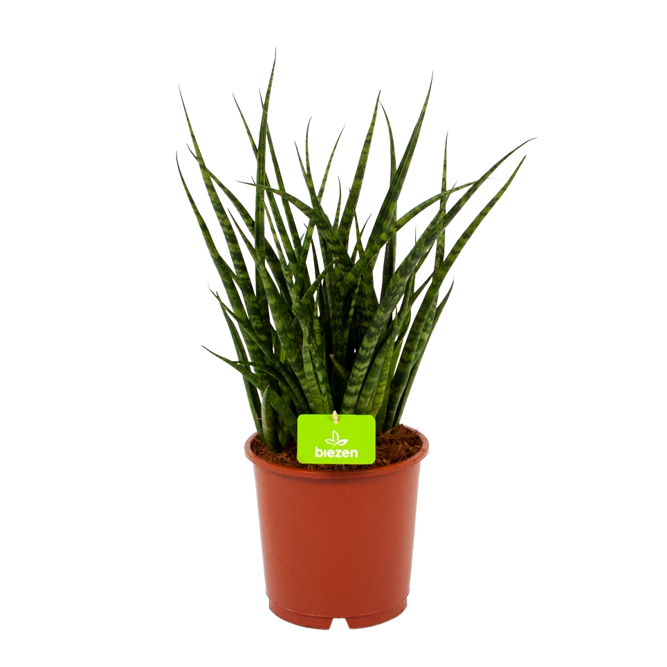 Sansevieria Fernwoord Punk - Vrouwentong - P14 H45 - Kamerplant 1 Sansevieria Fernwoord Punk - Vrouwentong - P14 H45 - Kamerplant