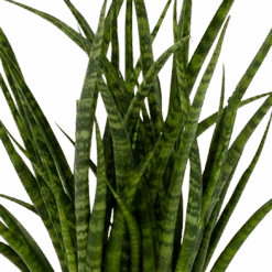 Voorkant -Elho Verkoop sansevieria fernwoord punk vrouwentong p14 h45 5 2