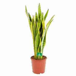 Sansevieria Laurentii - Vrouwentong - P21 H80 - Kamerplant