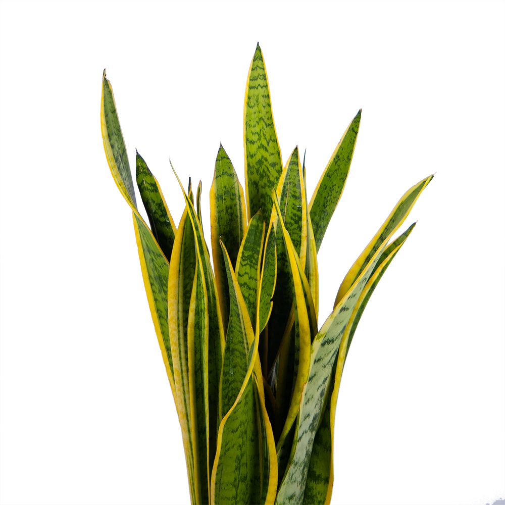 Sansevieria Laurentii - Vrouwentong - P21 H80 - Kamerplant 2 Sansevieria Laurentii - Vrouwentong - P21 H80 - Kamerplant - Afbeelding 2