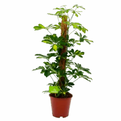 Schefflera Arboricola Gold Capella Mosstok - Vingerboom - P19 H75 - Kamerplant