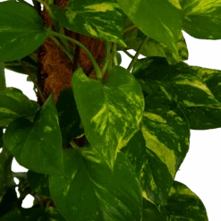 Scindapsus Pinnatum Aureum Op Mosstok - Epipremnum - P27 H150 - Kamerplant -Elho Verkoop scindapsus pinnatum aureum op mosstok epipremnum p27 h150 4