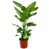 Strelitzia Nicolai - Paradijsvogelpant - P24 H100 - Kamerplant