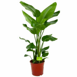 Strelitzia Nicolai - Paradijsvogelpant - P24 H100 - Kamerplant