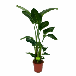 Strelitzia Nicolai - Paradijsvogelpant - P27 H180 - Kamerplant