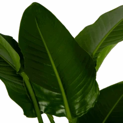 Strelitzia Nicolai - Paradijsvogelpant - P27 H180 - Kamerplant 6 Strelitzia Nicolai - Paradijsvogelpant - P27 H180 - Kamerplant -Elho Verkoop strelitzia nicolai paradijsvogelpant p27 h180 6 2