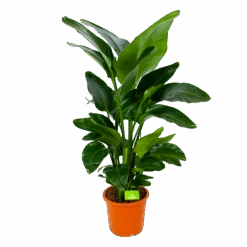 Strelitzia Nicolai - Paradijsvogelpant - P28 H130 - Kamerplant