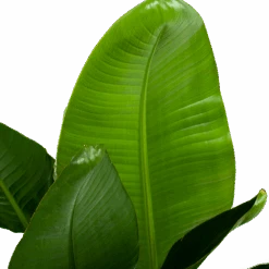 Strelitzia Nicolai - Paradijsvogelpant - P28 H130 - Kamerplant -Elho Verkoop strelitzia nicolai paradijsvogelpant p28 h130 6