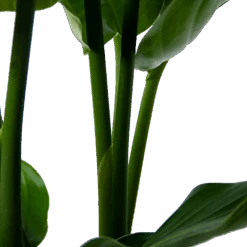 Strelitzia Nicolai - Paradijsvogelpant - P30 H130 - Kamerplant -Elho Verkoop strelitzia nicolai paradijsvogelpant p30 h130 5