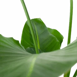 Strelitzia Nicolai - Paradijsvogelpant - P30 H130 - Kamerplant -Elho Verkoop strelitzia nicolai paradijsvogelpant p30 h130 6