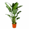 Strelitzia Nicolai - Paradijsvogelpant - P32 H170 - Kamerplant
