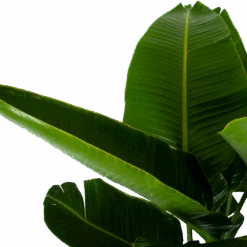 Strelitzia Nicolai - Paradijsvogelpant - P32 H170 - Kamerplant -Elho Verkoop strelitzia nicolai paradijsvogelpant p32 h170 6