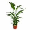 Strelitzia Nicolai - Paradijsvogelpant - P36 H170 - Kamerplant