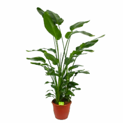 Strelitzia Nicolai - Paradijsvogelpant - P36 H170 - Kamerplant