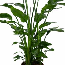 Strelitzia Nicolai - Paradijsvogelpant - P36 H170 - Kamerplant -Elho Verkoop strelitzia nicolai paradijsvogelpant p36 h170 kamerplant 4 1