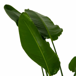Strelitzia Nicolai - Paradijsvogelpant - P36 H170 - Kamerplant -Elho Verkoop strelitzia nicolai paradijsvogelpant p36 h170 kamerplant 6