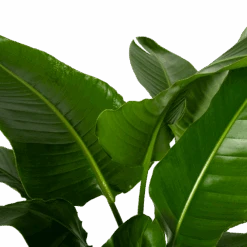 Strelitzia Nicolai - Paradijsvogelpant - P38 H160 - Kamerplant -Elho Verkoop strelitzia nicolai paradijsvogelpant p38 h160 4