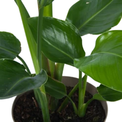 Strelitzia Nicolai - Paradijsvogelplant - P17 H60 - Kamerplant -Elho Verkoop strelitzia nicolai paradijsvogelplant p17 h60 6