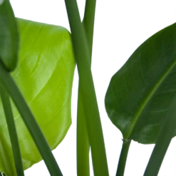 Strelitzia Nicolai - Paradijsvogelplant - P21 H90 - Kamerplant -Elho Verkoop strelitzia nicolai paradijsvogelplant p21 h90 6