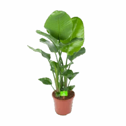 Strelitzia Nicolai - Paradijsvogelplant - P27 H110 - Kamerplant