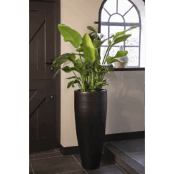 Strelitzia Nicolai - Paradijsvogelplant - P35 H200 - Kamerplant -Elho Verkoop strelitzia nicolai paradijsvogelplant p35 h200 5