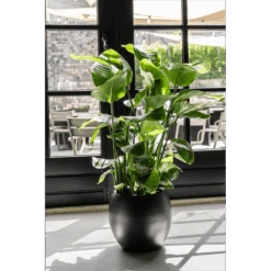 Strelitzia Nicolai - Paradijsvogelplant - P35 H200 - Kamerplant -Elho Verkoop strelitzia nicolai paradijsvogelplant p35 h200 6