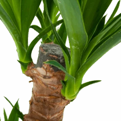 Yucca - Palmlelie - P17 H70 - Kamerplant -Elho Verkoop yucca palmlelie p17 h70 6