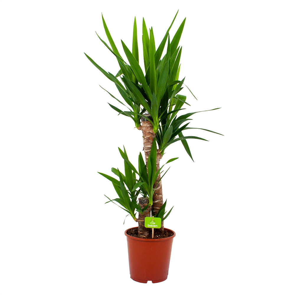 Yucca - Palmlelie - P19 H90 - Kamerplant 1 Yucca - Palmlelie - P19 H90 - Kamerplant