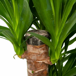 Voorkant -Elho Verkoop yucca palmlelie p19 h90 5