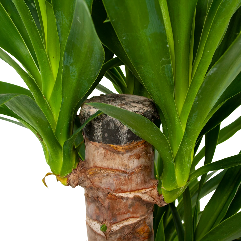 Yucca - Palmlelie - P19 H90 - Kamerplant 2 Yucca - Palmlelie - P19 H90 - Kamerplant - Afbeelding 2