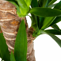 Yucca - Palmlelie - P19 H90 - Kamerplant 6 Yucca - Palmlelie - P19 H90 - Kamerplant -Elho Verkoop yucca palmlelie p19 h90 6