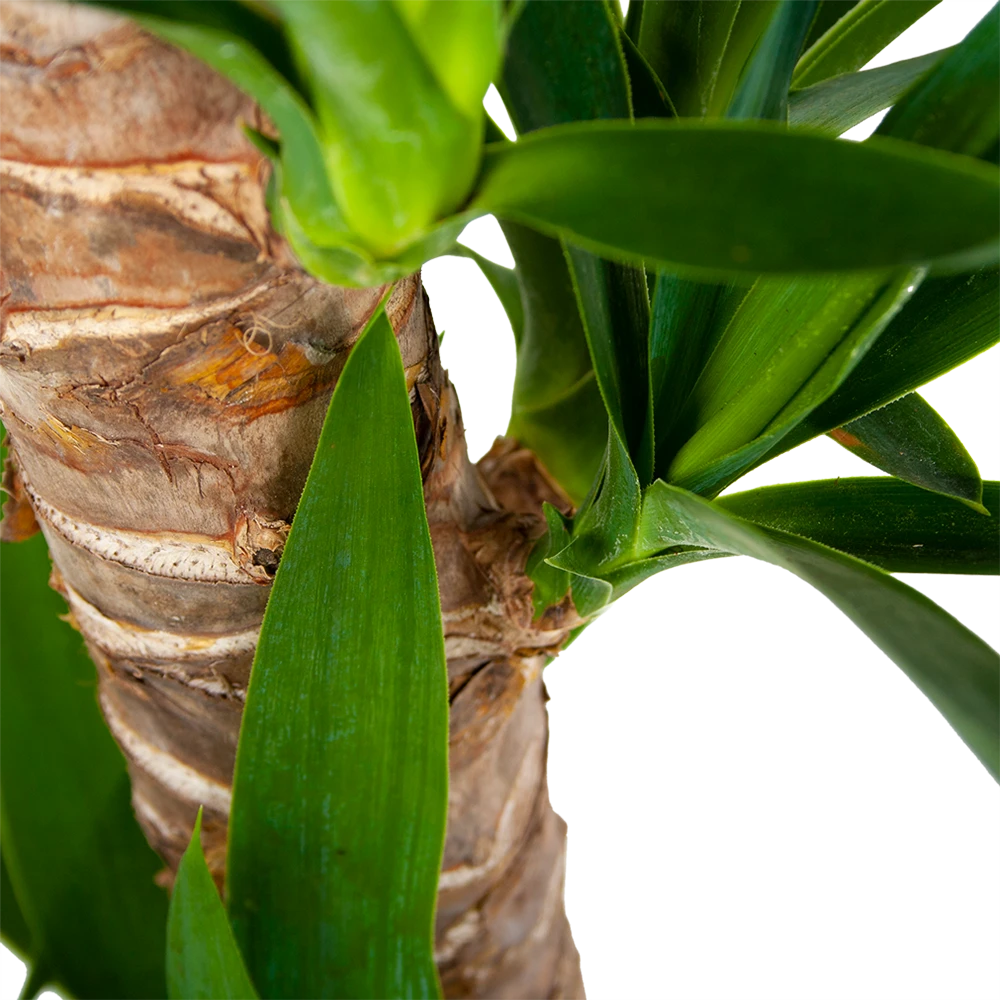 Yucca - Palmlelie - P19 H90 - Kamerplant 3 Yucca - Palmlelie - P19 H90 - Kamerplant - Afbeelding 3