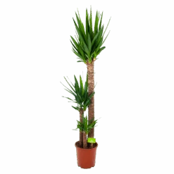 Yucca - Palmlelie - P24 H165 - Kamerplant