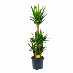 Yucca - Palmlelie - P29 H150 - Kamerplant