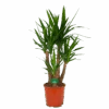 Yucca - Vertakt - Palmlelie - P30 H130 - Kamerplant