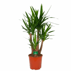 Yucca - Vertakt - Palmlelie - P30 H130 - Kamerplant