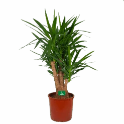 Yucca - Vertakt - Palmlelie - P34 H140 - Kamerplant