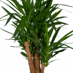 Yucca - Vertakt - Palmlelie - P34 H140 - Kamerplant -Elho Verkoop yucca vertakt palmlelie p34 h140 kamerplant 4
