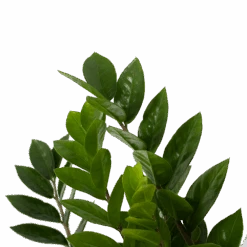 Zamioculcas Zamiifolia - Emerald Palm - P17 H60 - Kamerplant