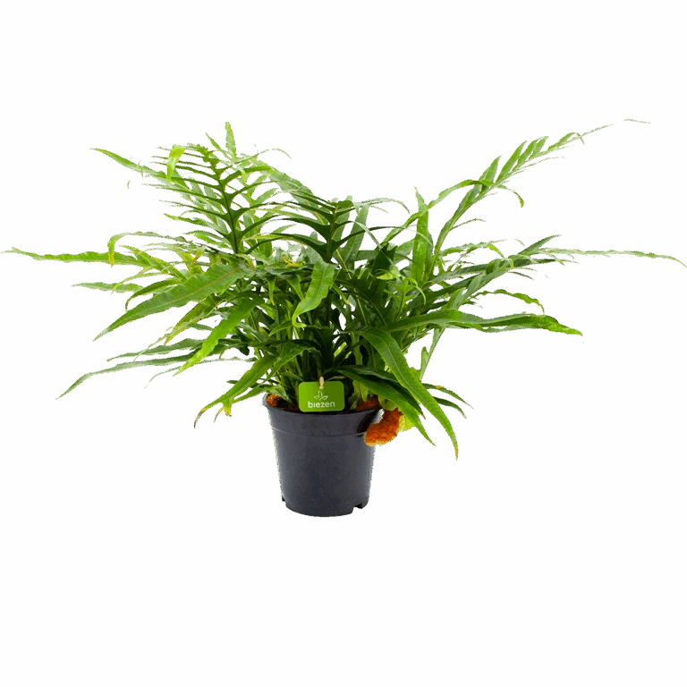 Voorkant -Elho Verkoop aglaomorpha jim p17 h45 1 768x768 1