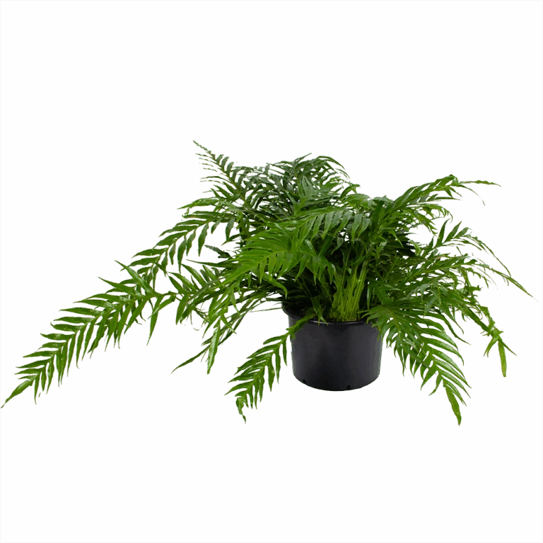 Voorkant -Elho Verkoop aglaomorpha jim p37 h75 kamerplant 1 768x768 1