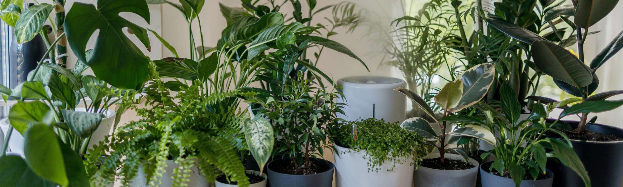 Voorkant -Elho Verkoop kamerplanten verzorgen winter banner